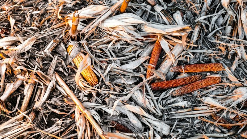 cover - seed
